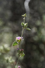 Sphaeralcea obtusiloba