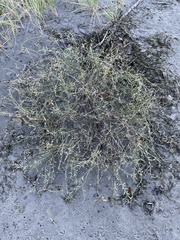 Cakile maritima