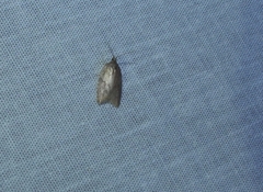 Acleris sparsana