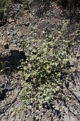 Sphaeralcea obtusiloba