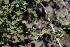 Sphaeralcea obtusiloba