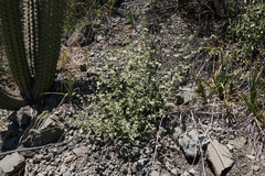 Sphaeralcea obtusiloba