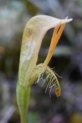 Pterostylis tasmanica