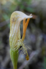 Pterostylis tasmanica