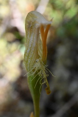 Pterostylis tasmanica