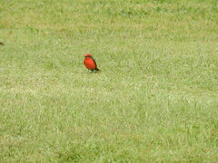 Pyrocephalus rubinus