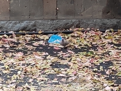 Streptopelia senegalensis