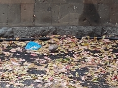 Streptopelia senegalensis