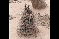 Echinopsis leucantha