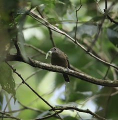 Thamnophilus atrinucha