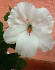 Hibiscus phoeniceus