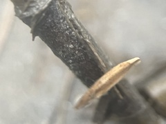 Rhynchospora inexpansa