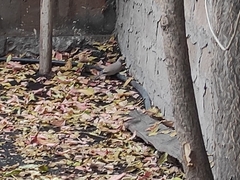 Streptopelia senegalensis