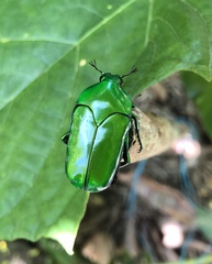 Ischiopsopha wallacei