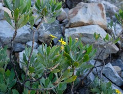 Othonna osteospermoides