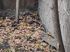 Streptopelia senegalensis