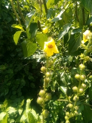 Verbascum virgatum