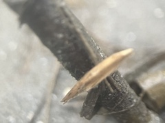 Rhynchospora inexpansa