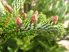 Abies koreana