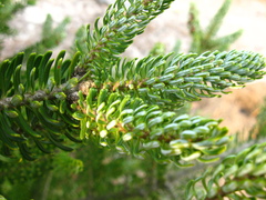 Abies koreana
