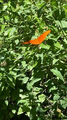 Dryas iulia moderata