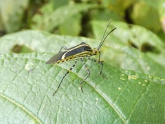 Hypselonotus linea