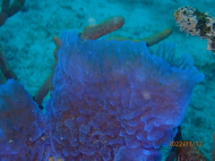 Callyspongia plicifera