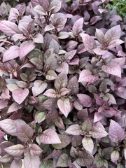 Strobilanthes auriculata