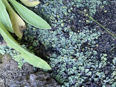 Plagiochasma rupestre