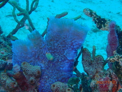 Callyspongia plicifera