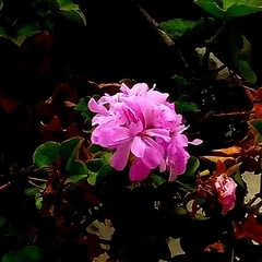 Magnoliopsida