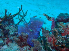 Callyspongia plicifera