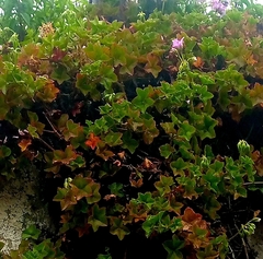 Magnoliopsida
