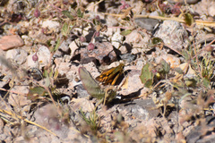 Hylephila phyleus phyleus