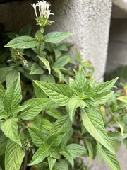 Heliotropium angiospermum