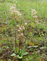 Micranthes occidentalis