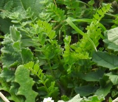 Biserrula pelecinus