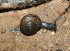 Helminthoglypta tudiculata