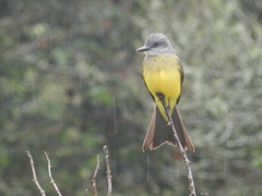 Tyrannus melancholicus