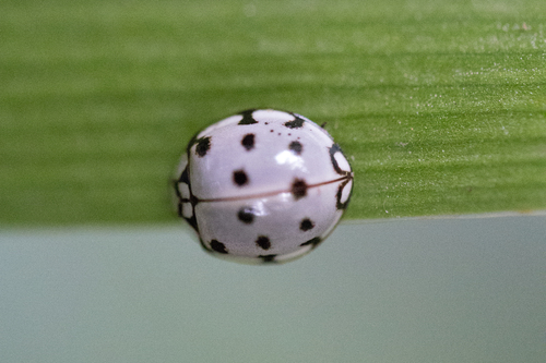 Neda callispilota