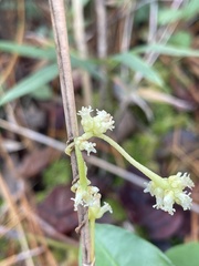 Cuscuta compacta