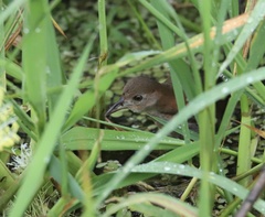 Laterallus albigularis