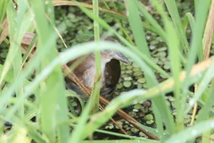 Laterallus albigularis