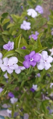 Brunfelsia australis