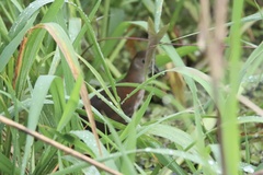 Laterallus albigularis