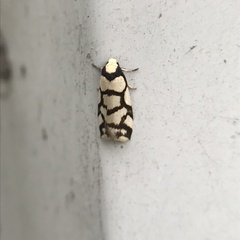 Scaptesyle dichotoma