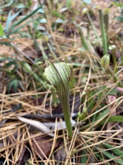 Sarracenia rubra