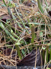 Sarracenia rubra