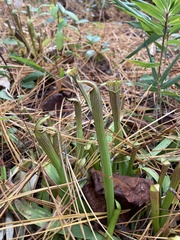 Sarracenia rubra