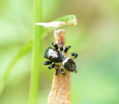 Maratus